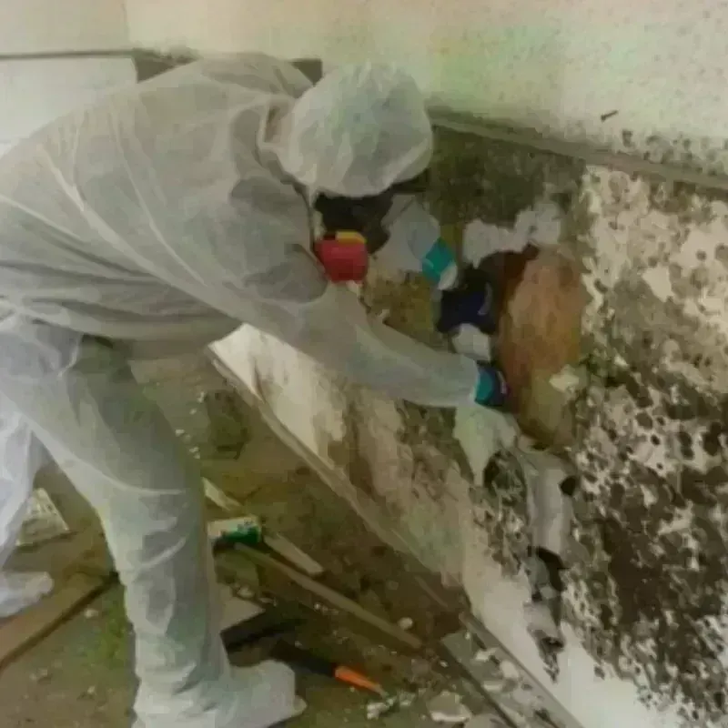 Mold Remediation and Removal in Sun City, CA